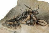 Short-Fork Walliserops Hammi Trilobite - Foum Zguid, Morocco #344466-1